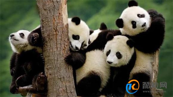 白色大熊猫与大熊猫罕见同框 白色大熊猫是基因转变吗
