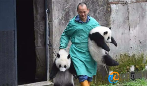 大熊猫宝宝飞扑求抱抱 大熊猫和饲养员的关系如何建立