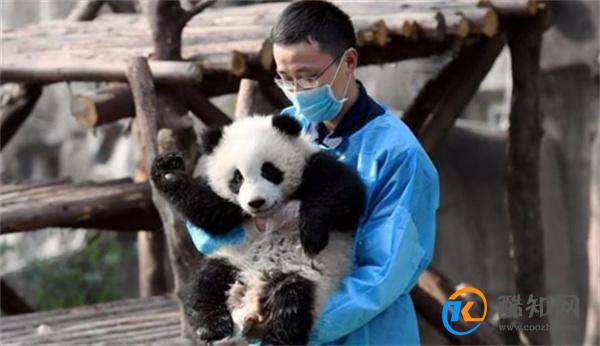 大熊猫宝宝飞扑求抱抱 大熊猫和饲养员的关系如何建立