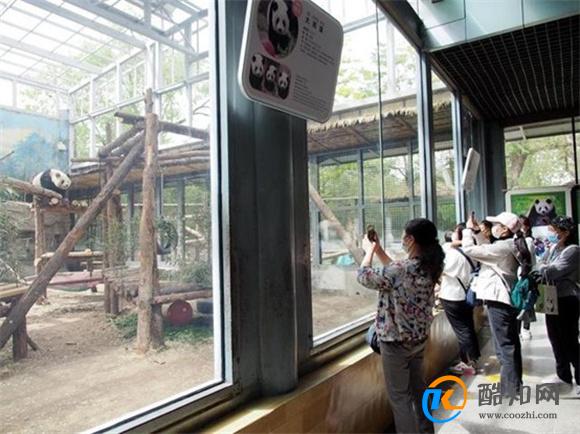 民众凌晨在北京动物园门口丫丫回国后的待遇如何