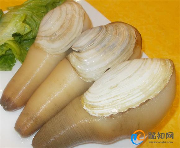 象拔蚌的营养价值(象拔蚌对女人的功效)