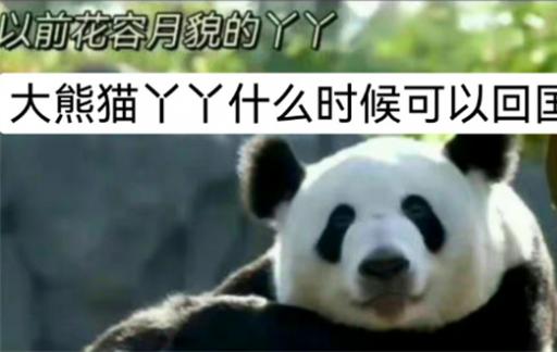 丫丫加入西直门群聊 丫丫什么时候回归