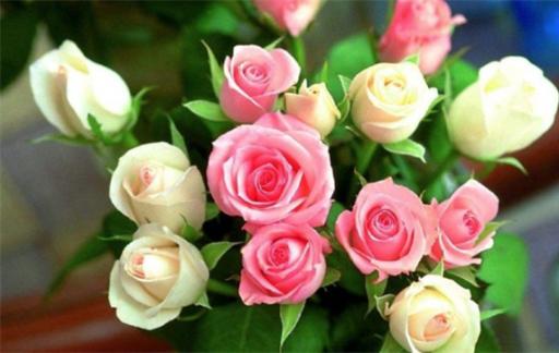 25朵玫瑰花语 送25朵玫瑰花的含义