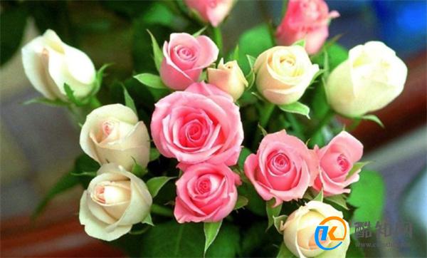 25朵玫瑰花语 送25朵玫瑰花的含义