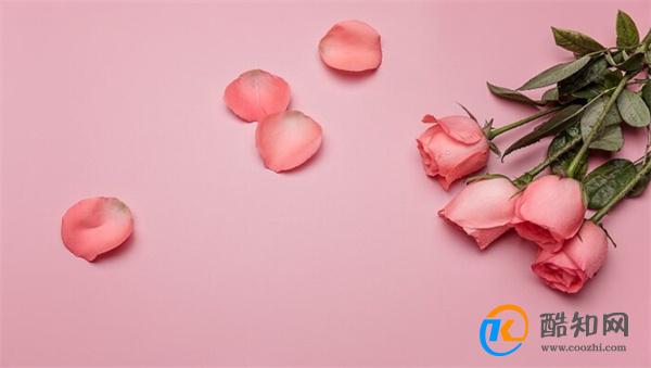 25朵玫瑰花语 送25朵玫瑰花的含义