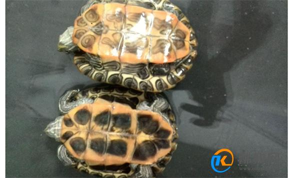 饲养巴西龟的方法 巴西龟需要什么样的饲养环境
