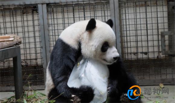 世界动物日是几月几日日  中国关于动物的节日