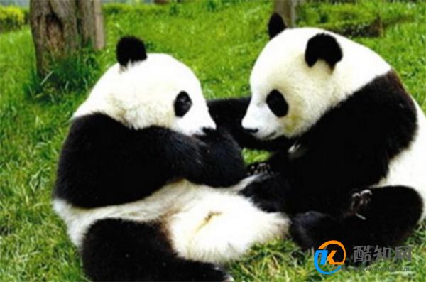 和熊猫对上眼了是什么体验 和大熊猫的近距离对视