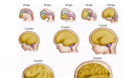 胎儿大脑发育三个“黄金阶段”  孕妇营养跟得上 宝宝更聪明