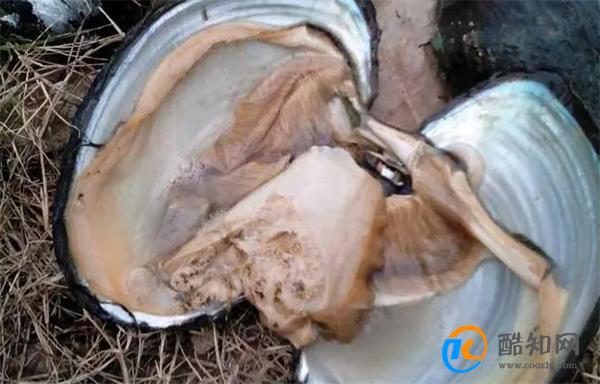 河蚌的营养价值 女人喝河蚌汤的好处