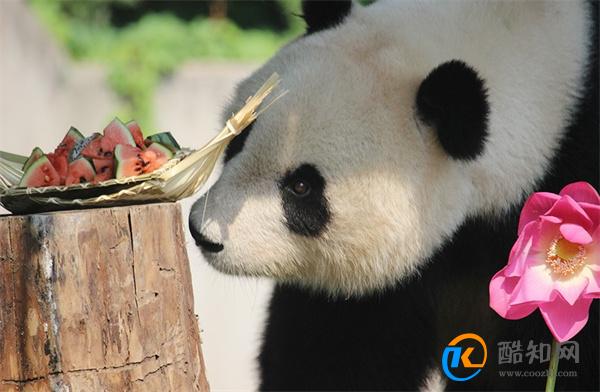 大熊猫“喜乐”迎来了10岁的生日 大熊猫喜乐的生日