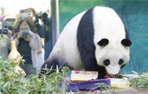 大熊猫“喜乐”迎来了10岁的生日 大熊猫喜乐的生日