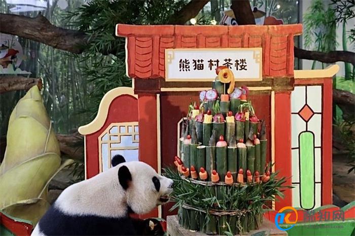 三胞胎大熊猫迎来九岁生日 礼物为装着蛋糕的小火车