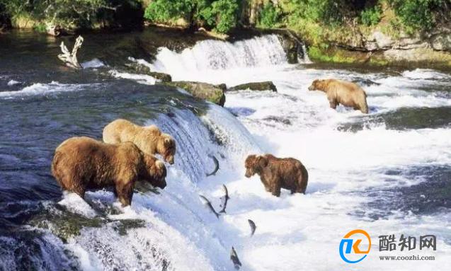 荒野中近距离遭遇野生熊该如何应对，预防熊袭击的6个基本措施