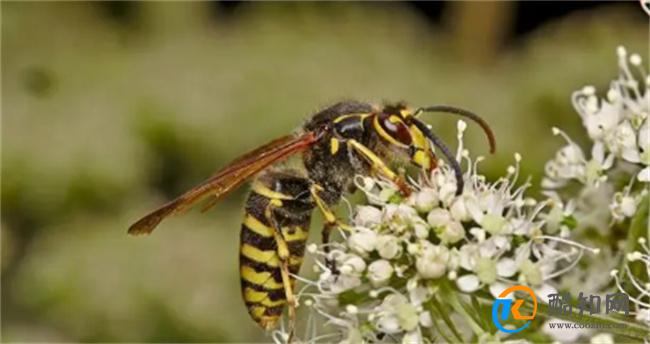 11种最常见的可食用昆虫以及荒野生存中的昆虫的安全提示