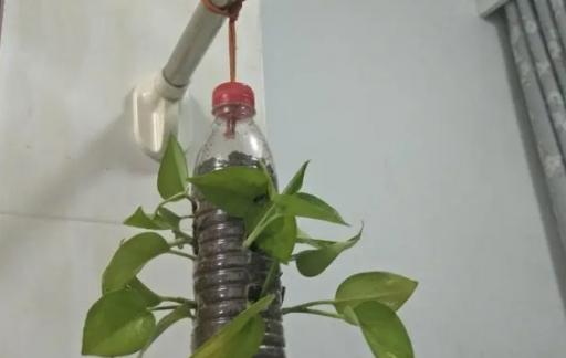 在家不用花钱也可以做绿萝吊兰，一瓶一绳轻松搞定，你也可以做