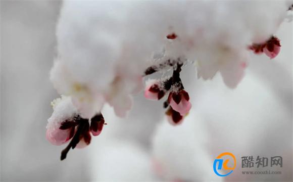 四月下雪代表什么 四月飞雪寓意