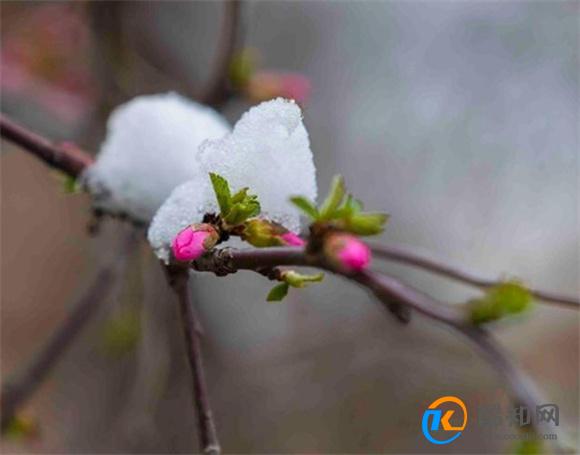 四月下雪代表什么 四月飞雪寓意