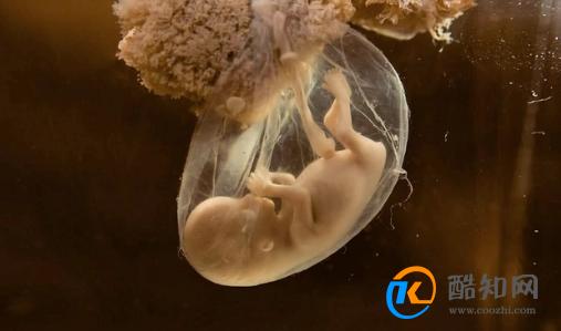 孕妈的体内“锌贮备”关系到妊娠结局，懂得补锌才是优生优育