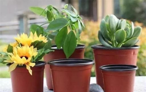 一把花椒丢花盆里 不管养啥花 效果真是厉害了 学到就是赚到
