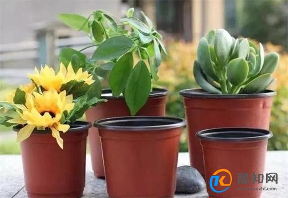 一把花椒丢花盆里 不管养啥花 效果真是厉害了 学到就是赚到