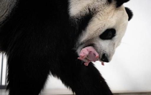 俄罗斯历史上首只大熊猫幼崽降生 旅俄大熊猫丁丁产崽