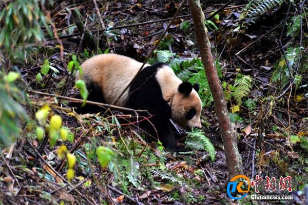 大熊猫花花没有妈妈了 是什么原因死亡