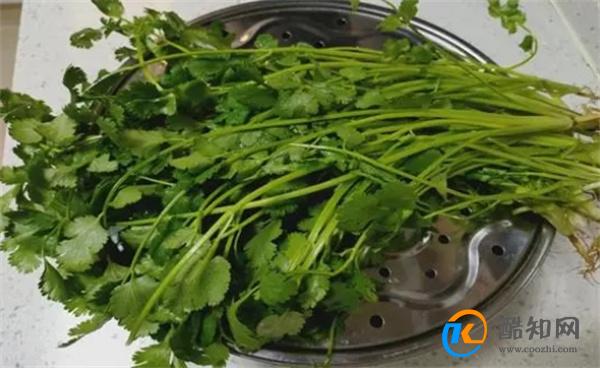 保存香菜，不要直接放冰箱！教你正确方法，放1年不坏