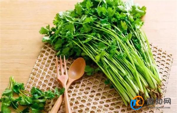保存香菜，不要直接放冰箱！教你正确方法，放1年不坏
