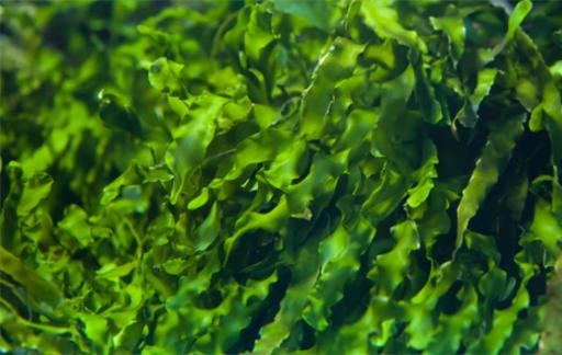 海藻功效和作用是什么 海藻什么人不能吃