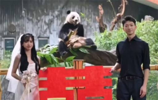 大熊猫星一给奶妈当证婚熊 网友称好浪漫