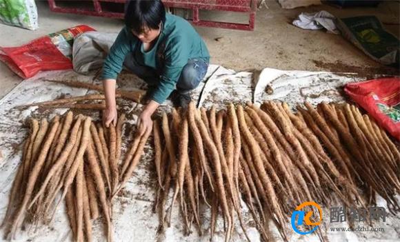 多亏老菜农提醒！遇到这种山药别买，懂的人不多，记得叮嘱家里人