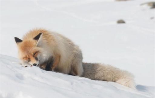 网红狐狸死在雪地里 可能是游客随意投喂导致