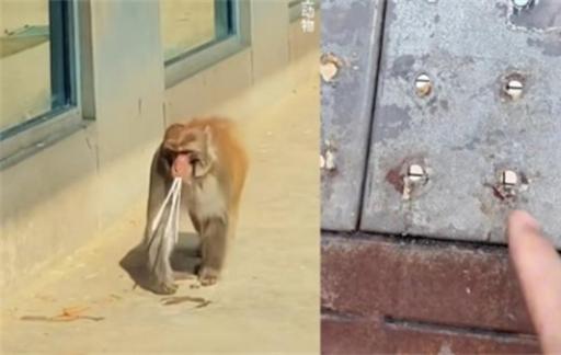 天津动物园猴山疑被游客投喂生挂面 加强进行管理