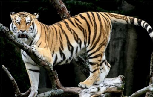 20只死亡东北虎中有10只幼虎 东北虎生存的适宜环境