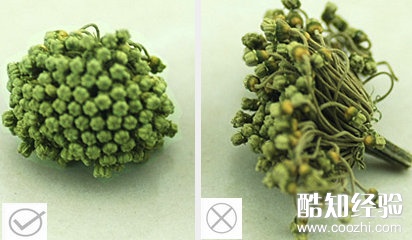 三七花花型对比