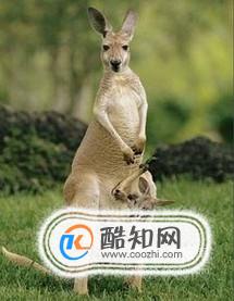 澳大利亚国徽图片大全澳大利亚国徽有哪些动物优质