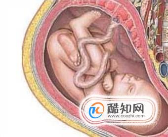 胎儿发育过程图第四个月优质