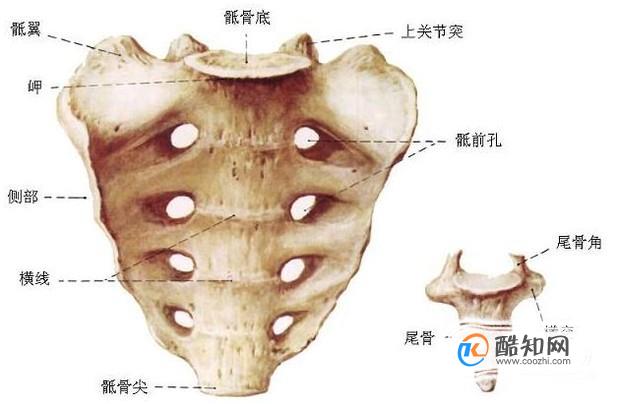 是人体阴部的一组肌肉,由小腹的耻骨部位向后到达肛门上方的尾骨