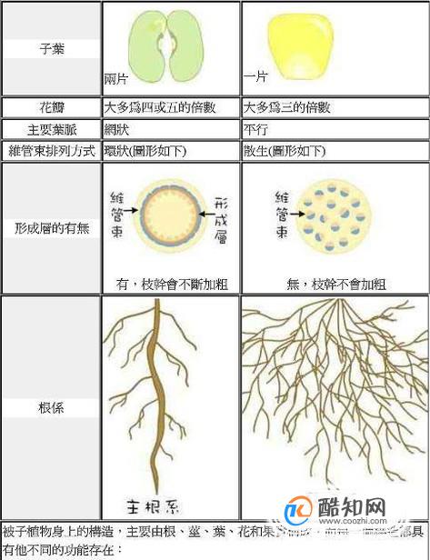 单子叶和双子叶的区别是什么?