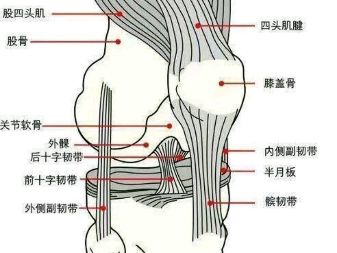 膝关节肌肉结构图图片