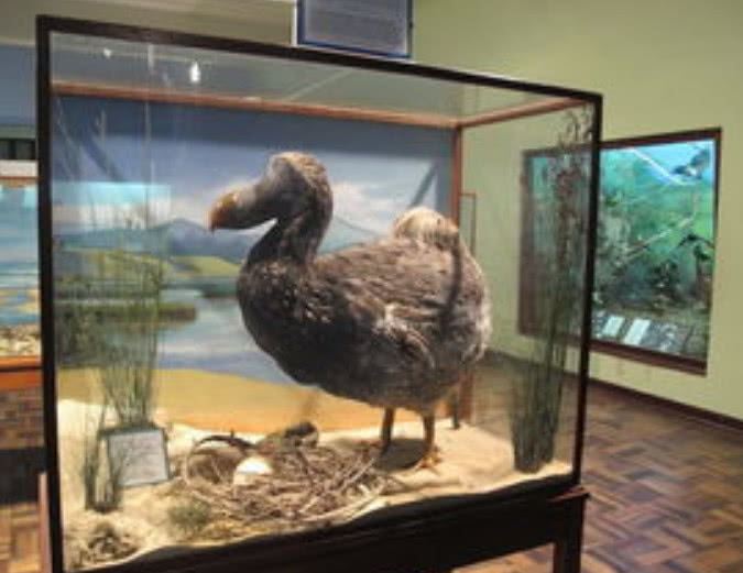 渡渡鸟在1680年灭绝,最后的一只也被制作成了标本