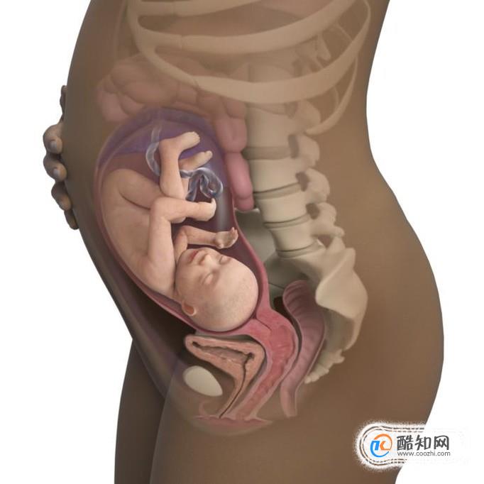 怀孕30天胎儿发育图片图片