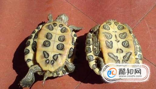 巴西红耳龟雌雄图片