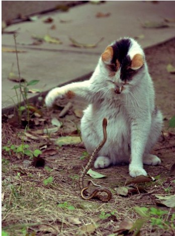 猫为什么不怕毒蛇优质