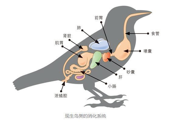 鸟的结构图内脏图片