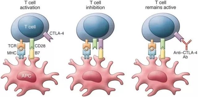 效应t细胞图片