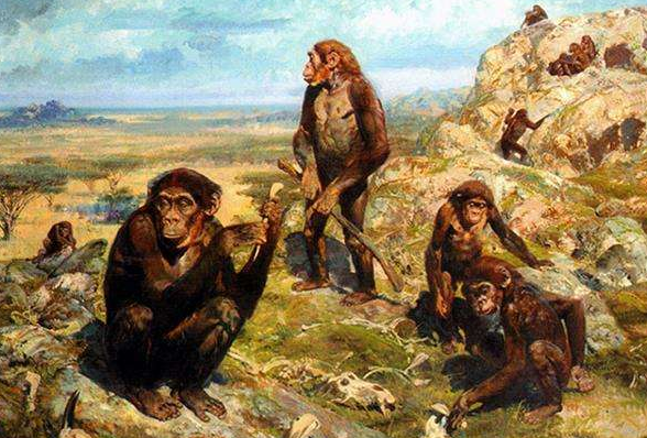 南方古猿古人类图片