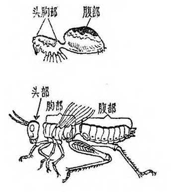 蟋蟀身体结构图图片