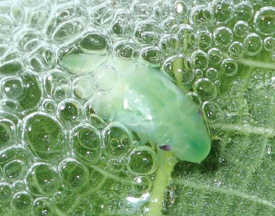 沫蝉通常将卵产在植物茎杆里,刚孵化出来的小若虫没有翅,弹跳能力也